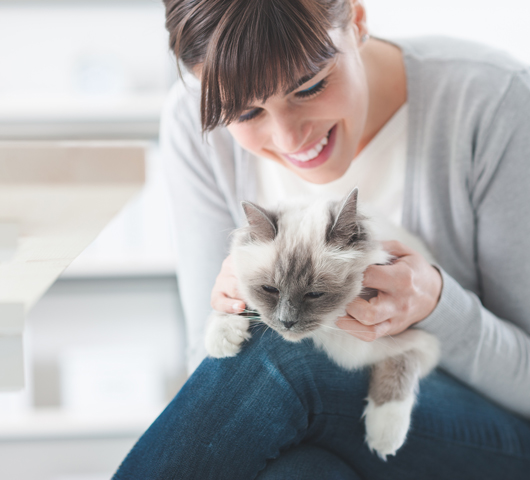 Four kitties ask: Which veterinary client owns me?